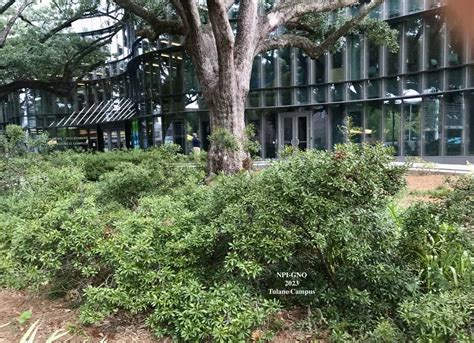 Wax Myrtle Louisiana Native Plant Society