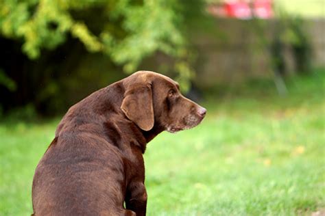 Dachshund Lab Mix –History,Characteristics and Temperament