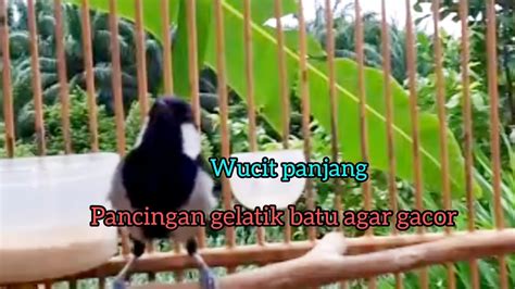 Gelatik Batu Gacor Gelatik Batu Wucit Panjang Buat Pancingan Gelatik