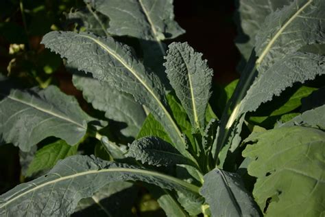 Kale Seeds Lacinato Organic Sow True Seed