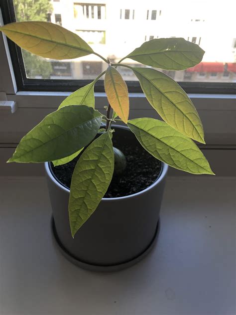 What became of my propagated avocado : r/propagation