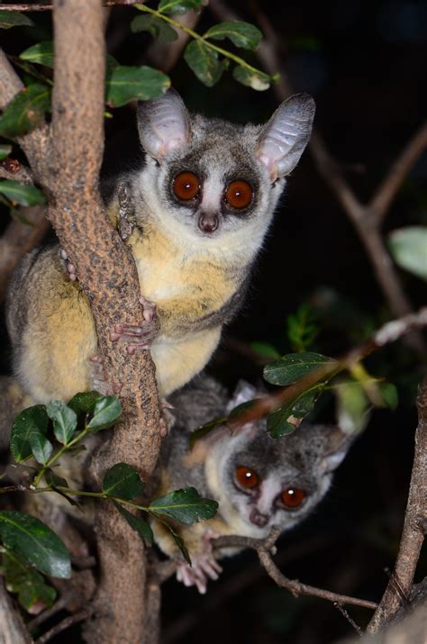 Bush Baby (Galago) Wallpapers (20 images) - WallpaperCat
