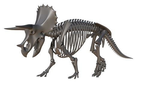 free triceratops skeleton rigged 3d model