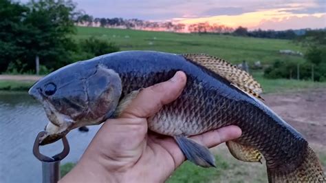 Pescaria Incr Vel Saiu Um Pacu Gigante Tra Ras E Muita Til Pia Youtube