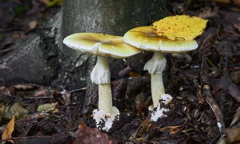 El Hongo De La Muerte Conoce El Amanita Phalloides Cu L Es Tu Huella