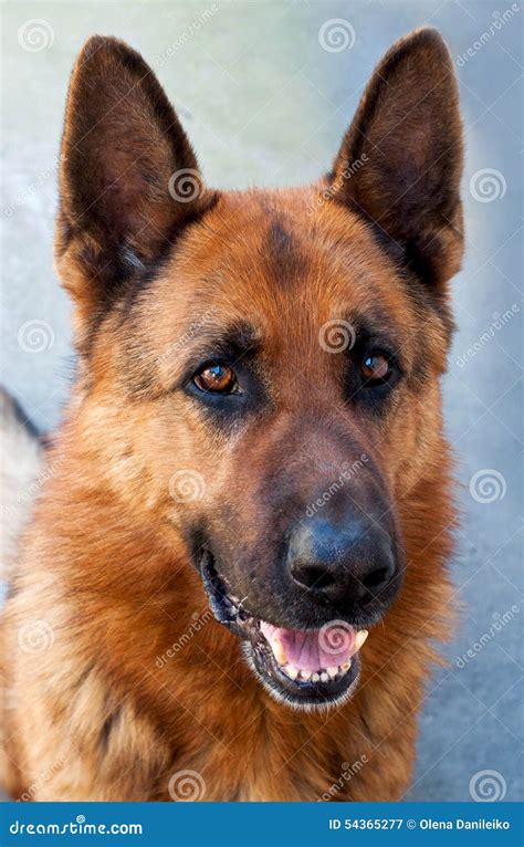 Brown German Shepherd Dog Stock Photo Image 54365277