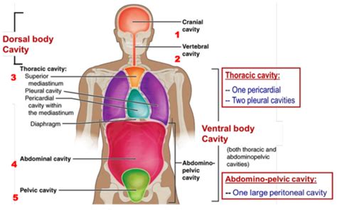 Development Of The Body Cavities Mesenteries And Diaphragm Flashcards