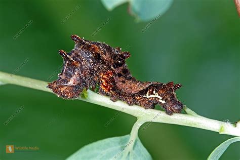 Schwarzer Trauerfalter Raupe Bild Bestellen Naturbilder Bei Wildlife