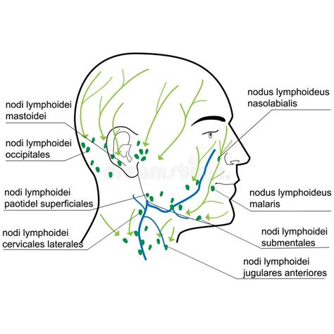 Ganglions Lymphatiques De La Tête Et Du Cou Illustration De Vecteur