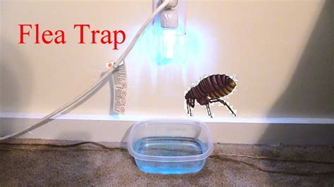 Can A House Be Infested With Fleas At Keena Bryant Blog