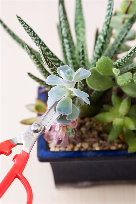 How To Propagate Succulents From Leaves And Cuttings Succulents And Sunshine