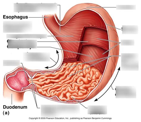 Stomach Diagram Quizlet