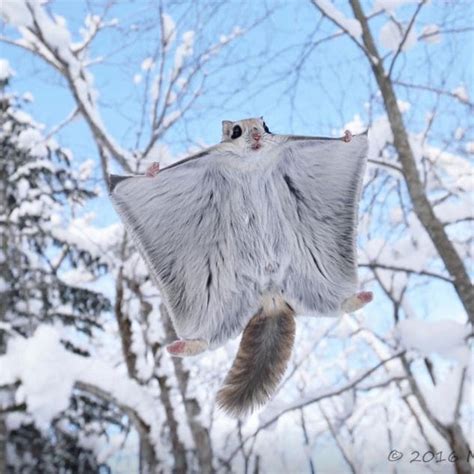 Siberian Flying Squirrel 🐿 Photo By ©masatsugu Ohashi Flyingsquirrel