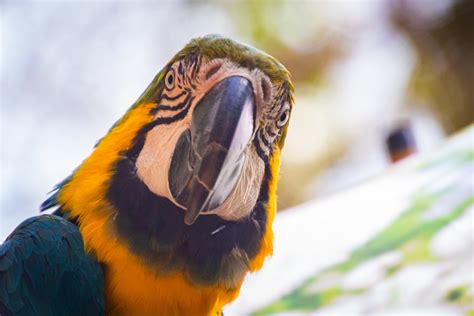 Fotos gratis pájaro vertebrado pico guacamayo naturaleza loro