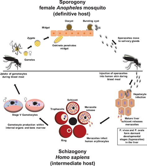 Plasmodium Falciparum Life Cycle