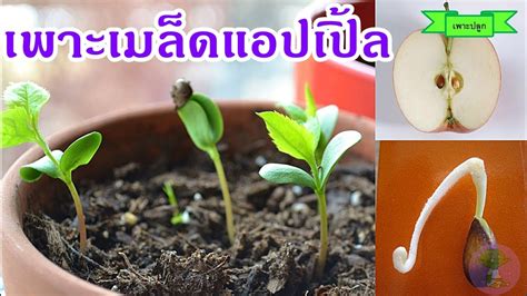 วิธีเพาะเมล็ดแอปเปิ้ลจากลูกแอปเปิ้ล ลองปลูกต้นแอปเปิ้ลในไทย - YouTube