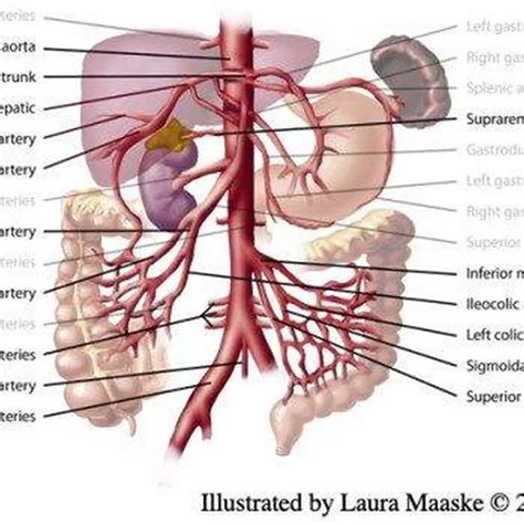 Pictures Of Celiac Artery