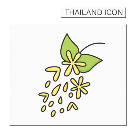 Thailand National Flower Drawing Illustrations, Royalty-Free Vector ...