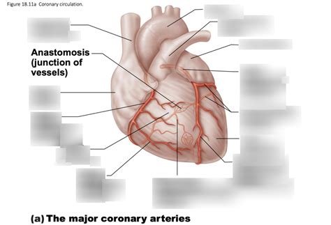 Coronary Circulation Diagram Quizlet