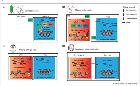 Figure 2 From Role Of Small Rnas In Epigenetic Reprogramming During