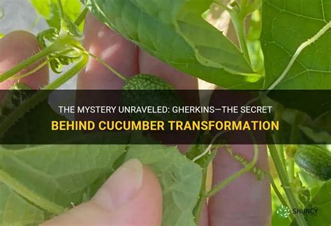 The Mystery Unraveled Gherkinsthe Secret Behind Cucumber