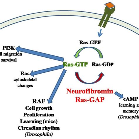 2 Nf1 Manifestations The Disease Neurofibromatosis Type 1 Nf1 Has