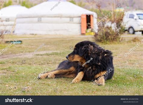 Mongolian Huge Dog