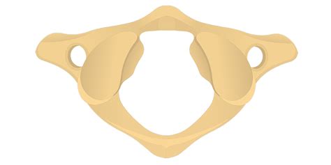 Cervical Vertebrae Anatomy Unlabeled