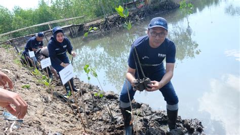 Rayakan HUT RI Ke 78 PNM Hijaukan Lombok Dengan Mangrove NET LOMBOK