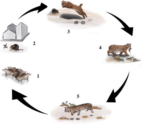 Cycle Of Effects Of Rodenticides In Terrestrial Top Predators 1