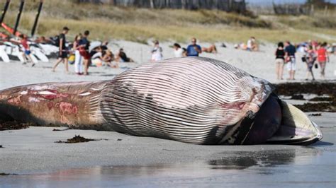 Quel est ce mystérieux animal de 5 mètres retrouvé échoué sur une plage