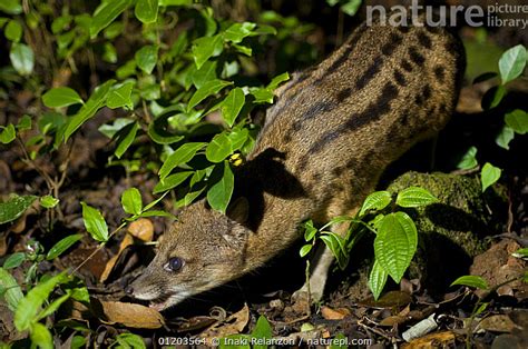 Stock Photo Of Malagassy Fanaloka Civet Fossa Fossana Ranomafana