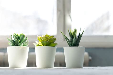 Different Succulents In Small White Pots On The Table Home Decor