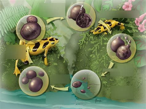 Zoology Unit 4, Zoology Unit 3, Zoology Unit 2, Zoology Unit 1 Diagram ...