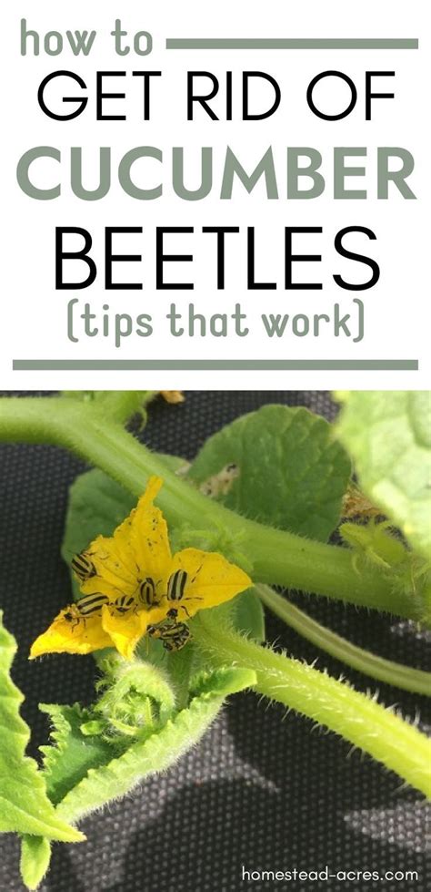 Are You Looking For The Best Way To Get Rid Of Cucumber Beetles Check