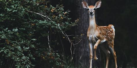 Karlapat Wildlife Sanctuary Hidden Gem In Odishas Wild Tripxl