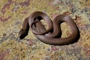 Rough Earth Snake North Carolina