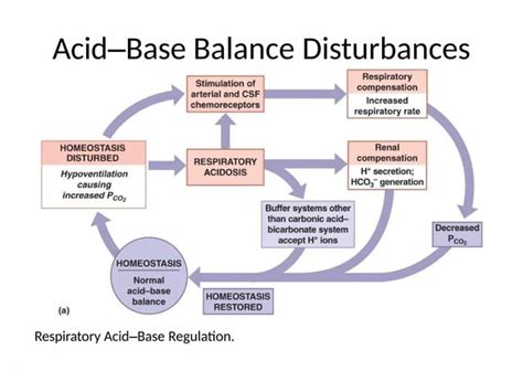 Acid Base Balance And Ph Buffers Medical Pptx