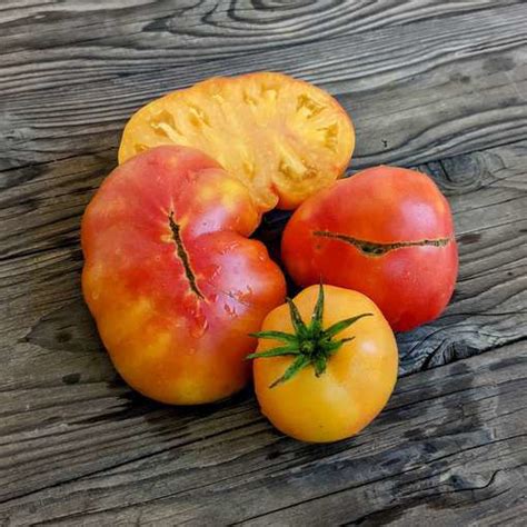 Sunkissed Peach Dwarf Tomato Meraki Seeds