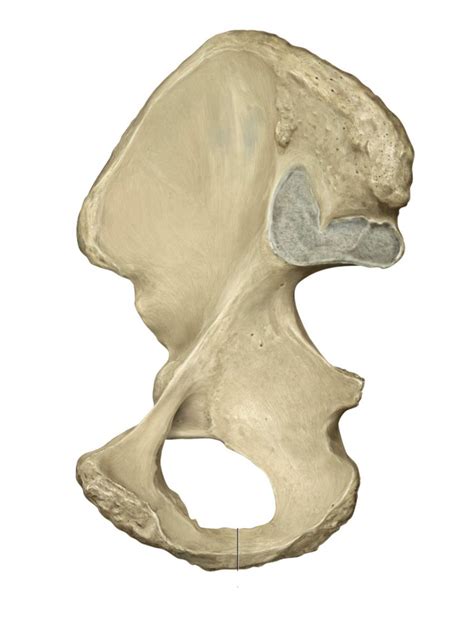 Internal View Of Os Coxa Bony Landmarks Diagram Quizlet