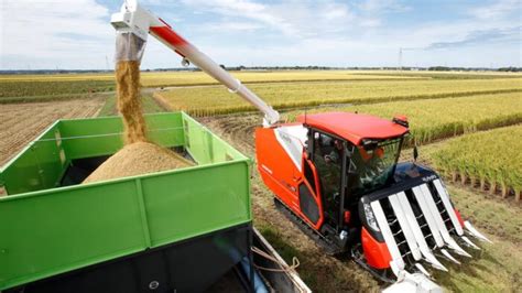 Rice Farming In Nigeria Harvesting And Processing Techniques