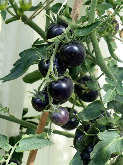 Tomate Indigo Rose Samen Schwarze Tomate Blaue Tomate Ebay