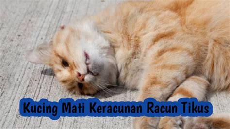 Ciri Ciri Kucing Mati Akibat Keracunan Racun Tikus Youtube