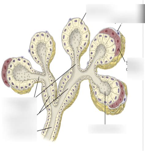 salivary gland ducts Diagram | Quizlet