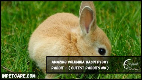 11 Cutest Rabbits Breeds With Pictures