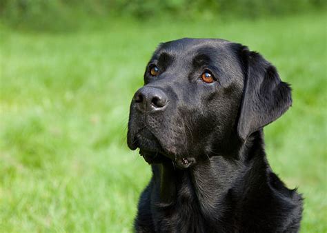 Best Black Labradors Stock Photos, Pictures & Royalty-Free Images - iStock