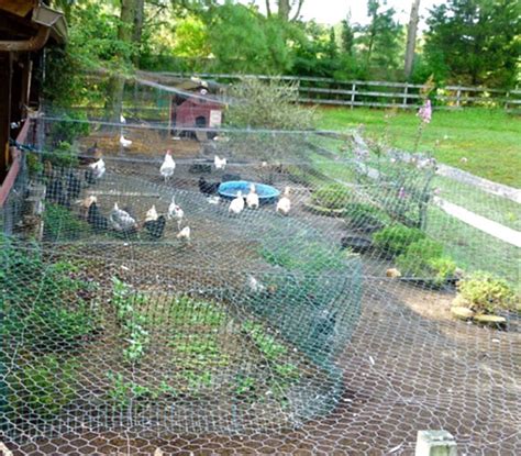 Special Chicken Run Ideas For Your Garden Decoration Plants For