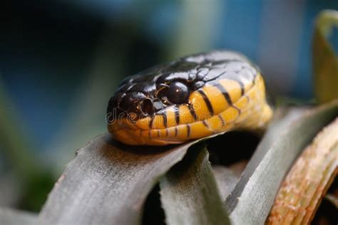 Serpiente Amarilla Y Negra Fotos de stock Fotos libres de regalías de