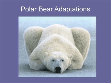 Polar Bear Adaptations