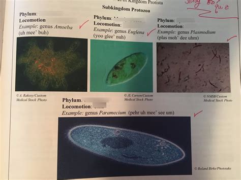 Apologia Biology Nd Edition Module Figure Diagram Quizlet